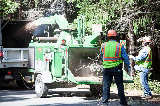 Trusted Palm Springs, FL Tree Services Experts